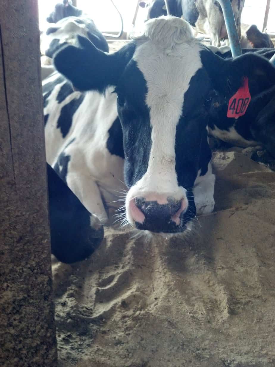 408 relaxing this morning in our barn. 