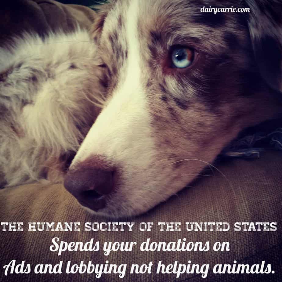 Donations to HSUS