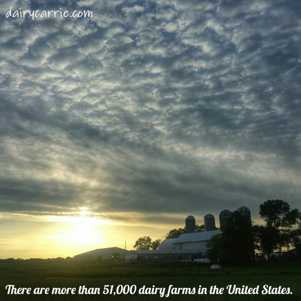 How many dairy farms are there?