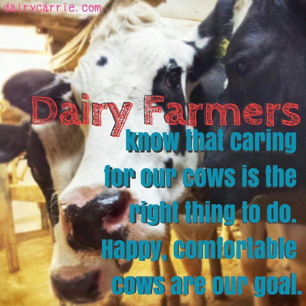 Do dairy farmers care about their cows? 