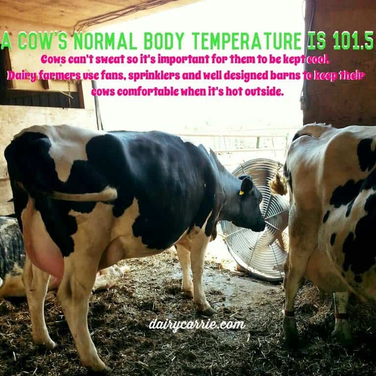 What is a cow's temperature?
