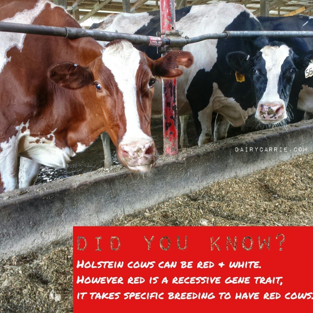 Why are some milk cows red? 