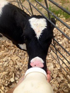 newborn holstein calf