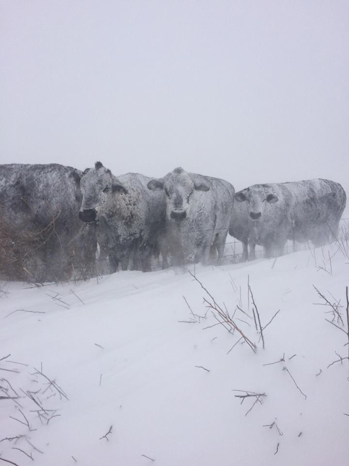 Beef cattle trying to ride out the storm. Photo by Andrew Schaap. 