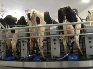 how cows are milked