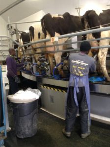 How cows are milked