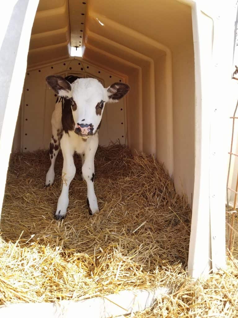 calf in calf hutch 