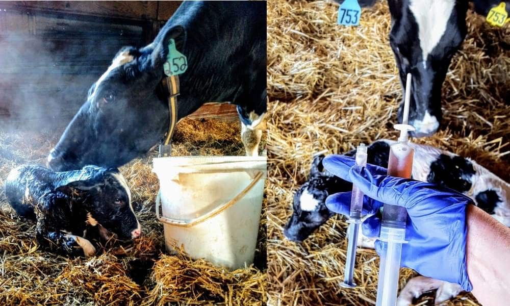 What happens when a calf is born